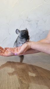 Шиншила дівчинка