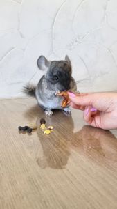 Шиншила дівчинка