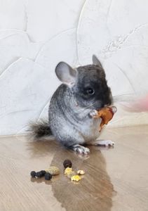 Шиншила дівчинка