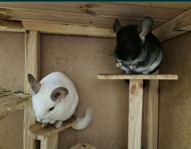 Шиншила дівчинка