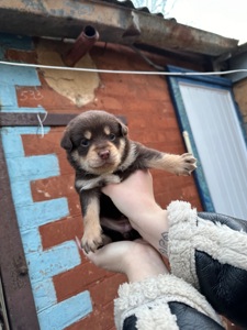 🐶❤️Віддамо цуценят у добрі ручки, які будуть піклуватись та не тримати постійно на ланцюгу❗️❗️❗️