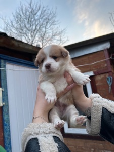 🐶❤️Віддамо цуценят у добрі ручки, які будуть піклуватись та не тримати постійно на ланцюгу❗️❗️❗️
