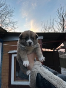 🐶❤️Віддамо цуценят у добрі ручки, які будуть піклуватись та не тримати постійно на ланцюгу❗️❗️❗️