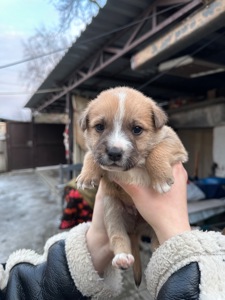 🐶❤️Віддамо цуценят у добрі ручки, які будуть піклуватись та не тримати постійно на ланцюгу❗️❗️❗️