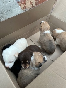 🐶❤️Віддамо цуценят у добрі ручки, які будуть піклуватись та не тримати постійно на ланцюгу❗️❗️❗️