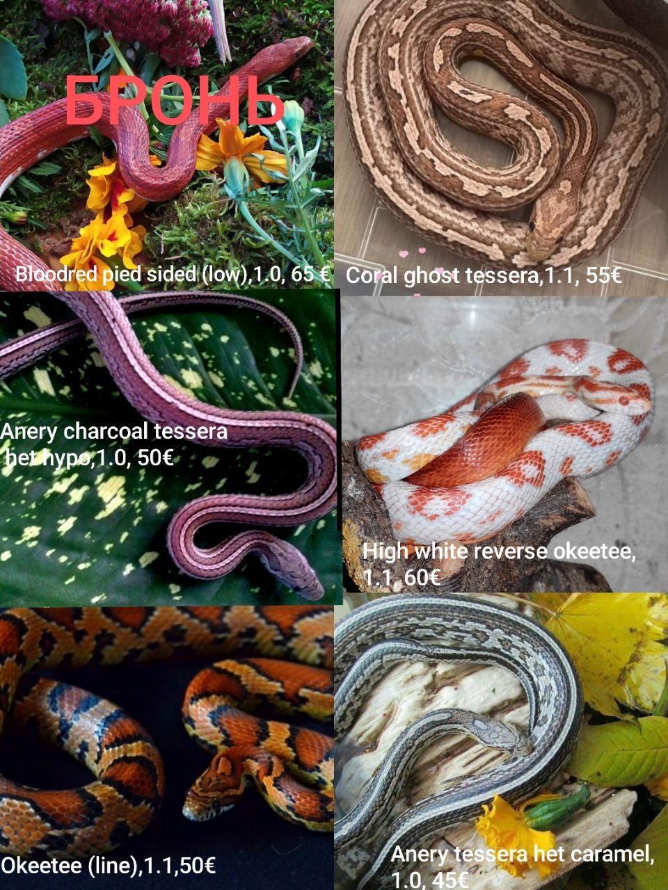 Маїсовий(маїсовий) полоз, малюки 2025 року, маїсовий полоз, маисовый полоз, маисик