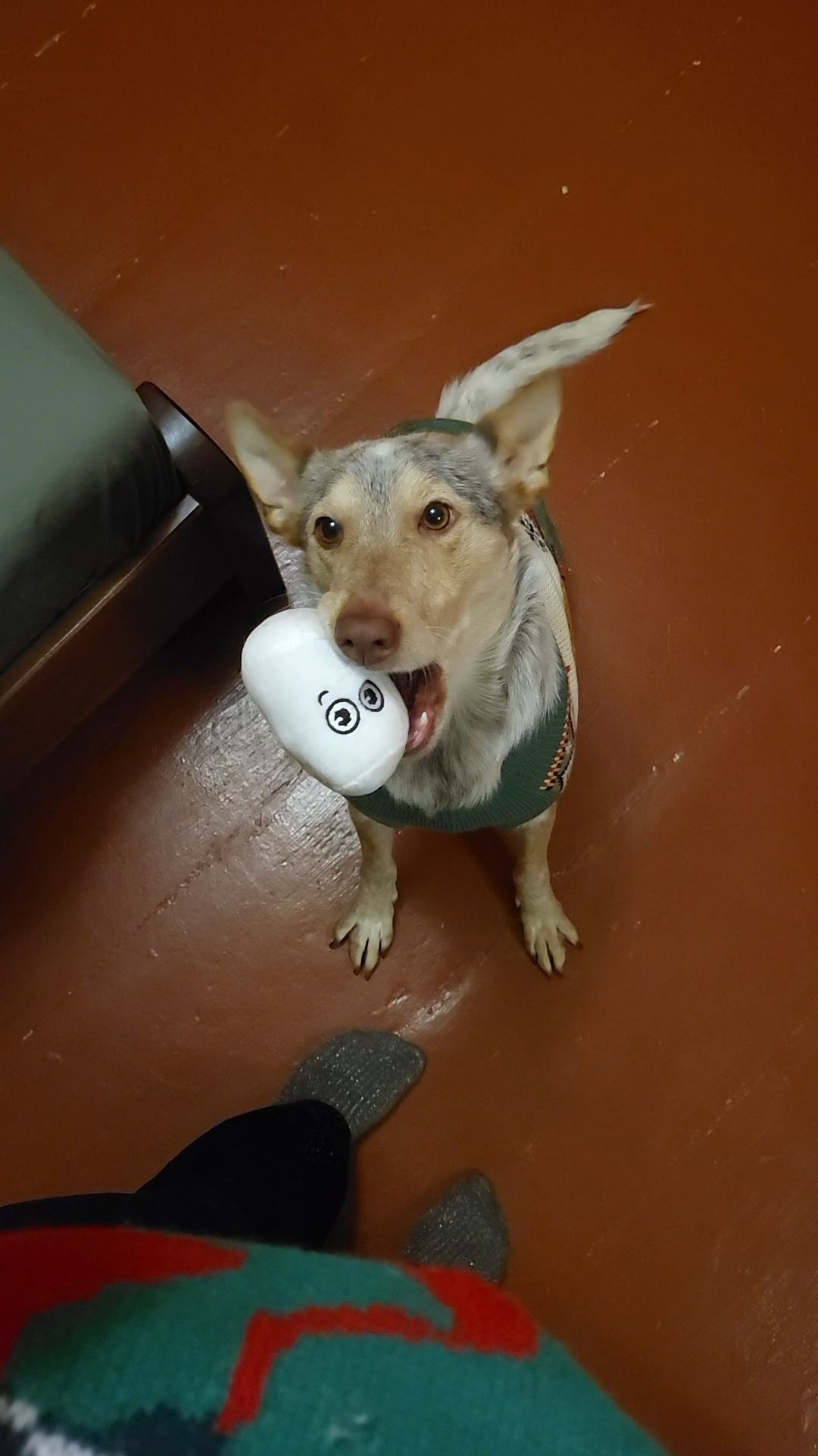 Собака Метис дівчинка