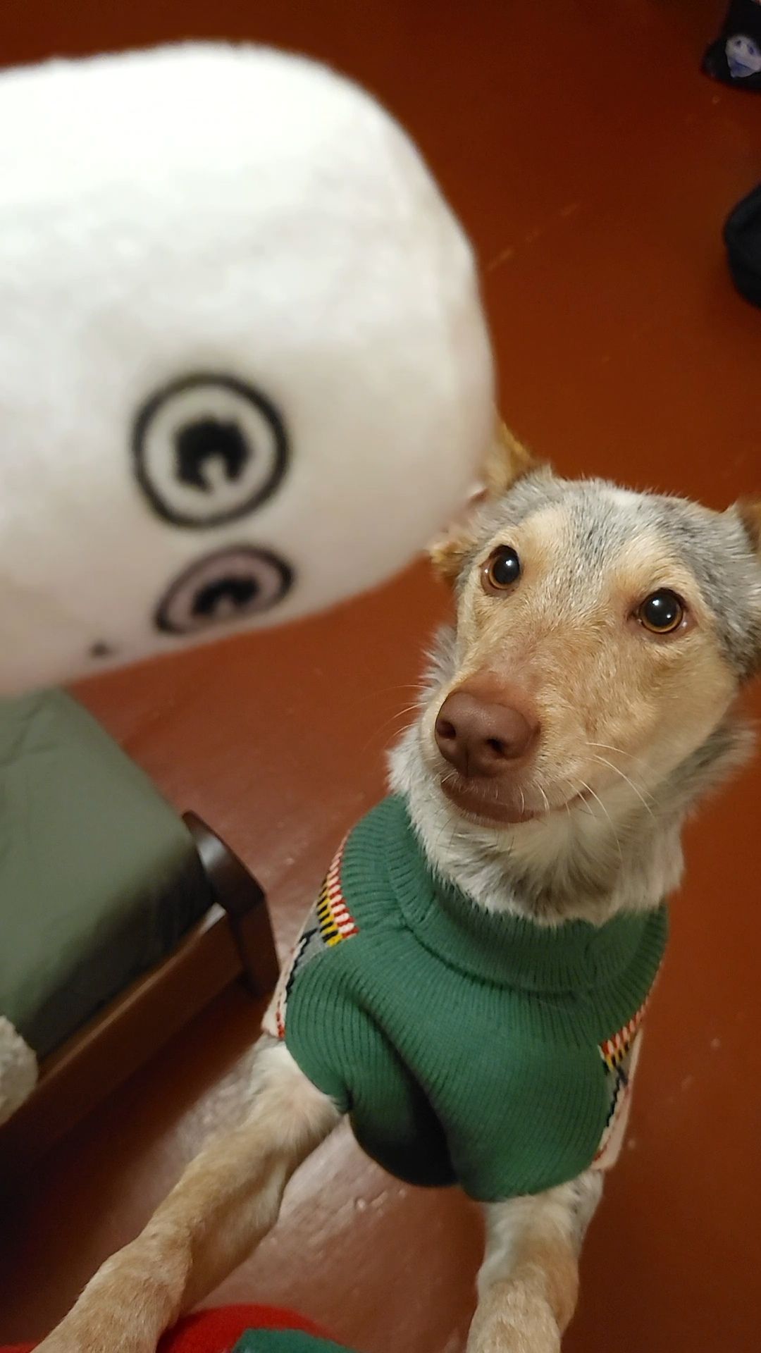 Собака Метис дівчинка