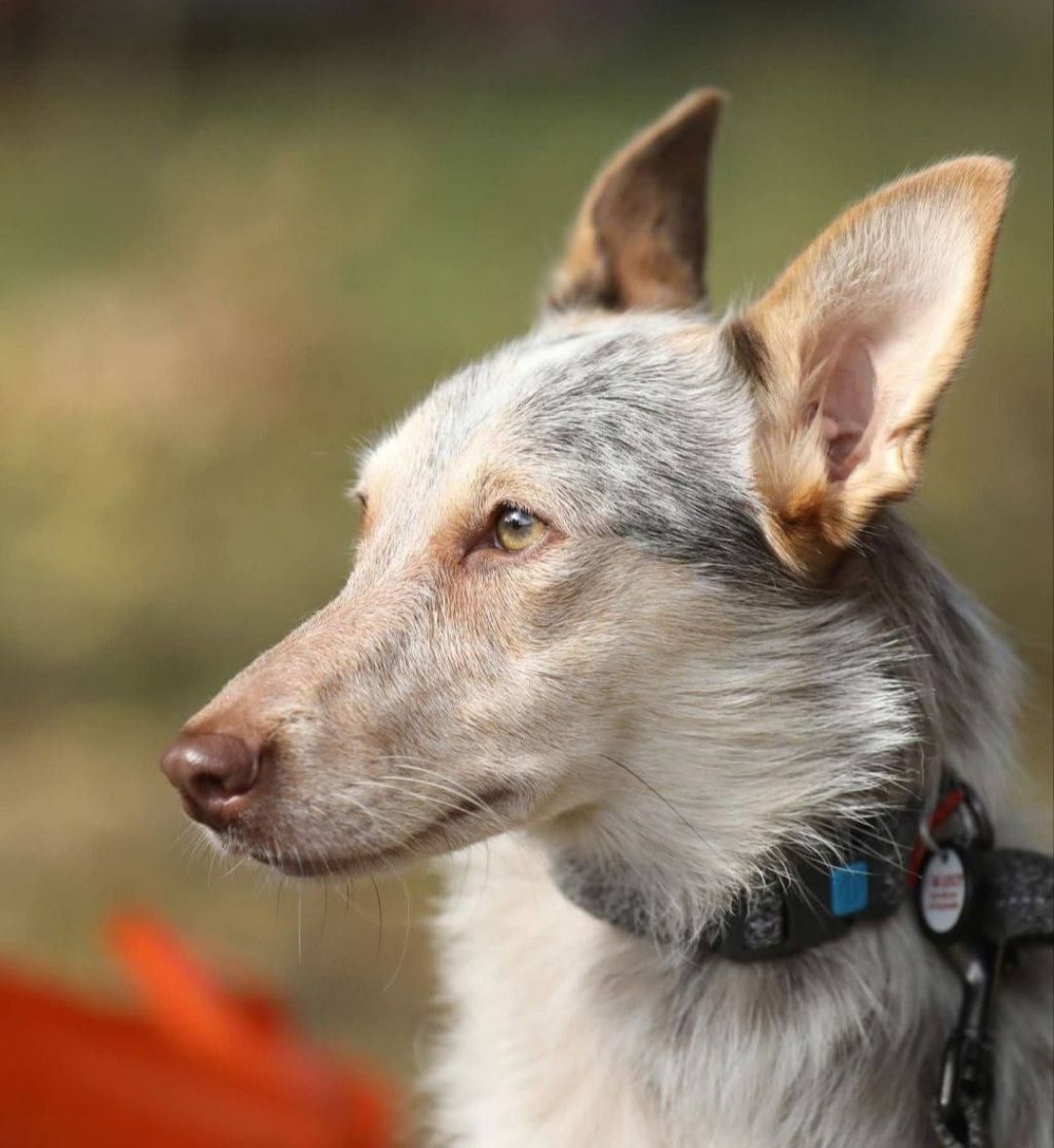 Собака Метис дівчинка