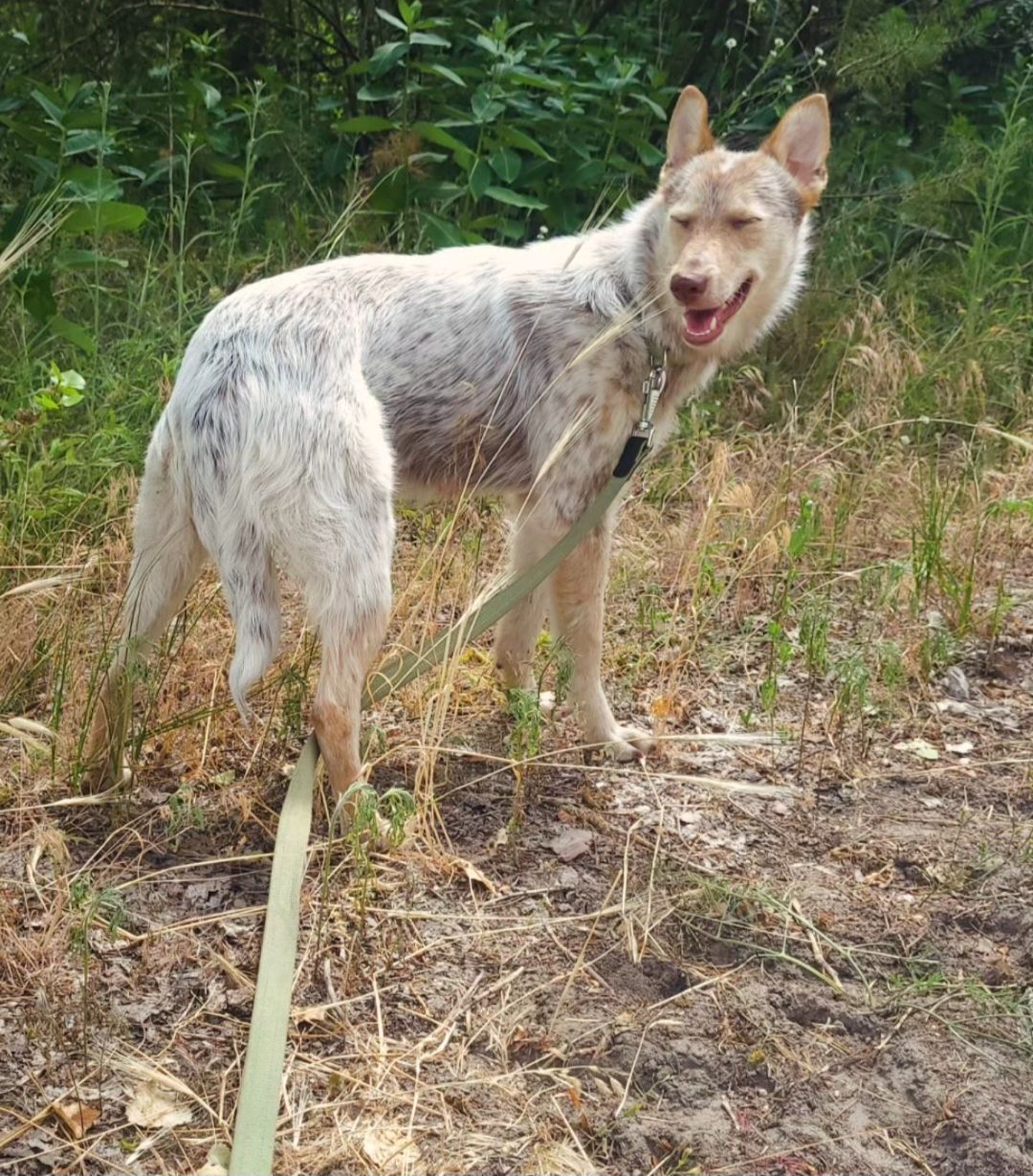 Собака Метис дівчинка