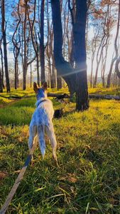 Собака Метис дівчинка