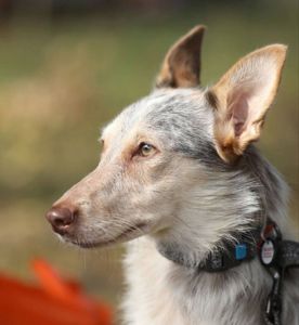 Собака Метис дівчинка