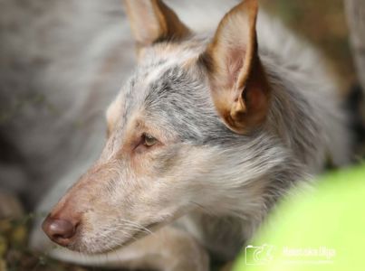 Собака Метис дівчинка