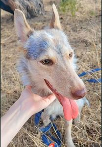 Собака Метис дівчинка