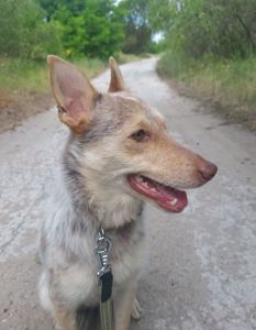 Собака Метис дівчинка