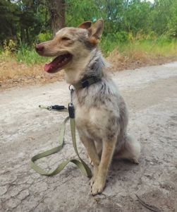 Собака Метис дівчинка