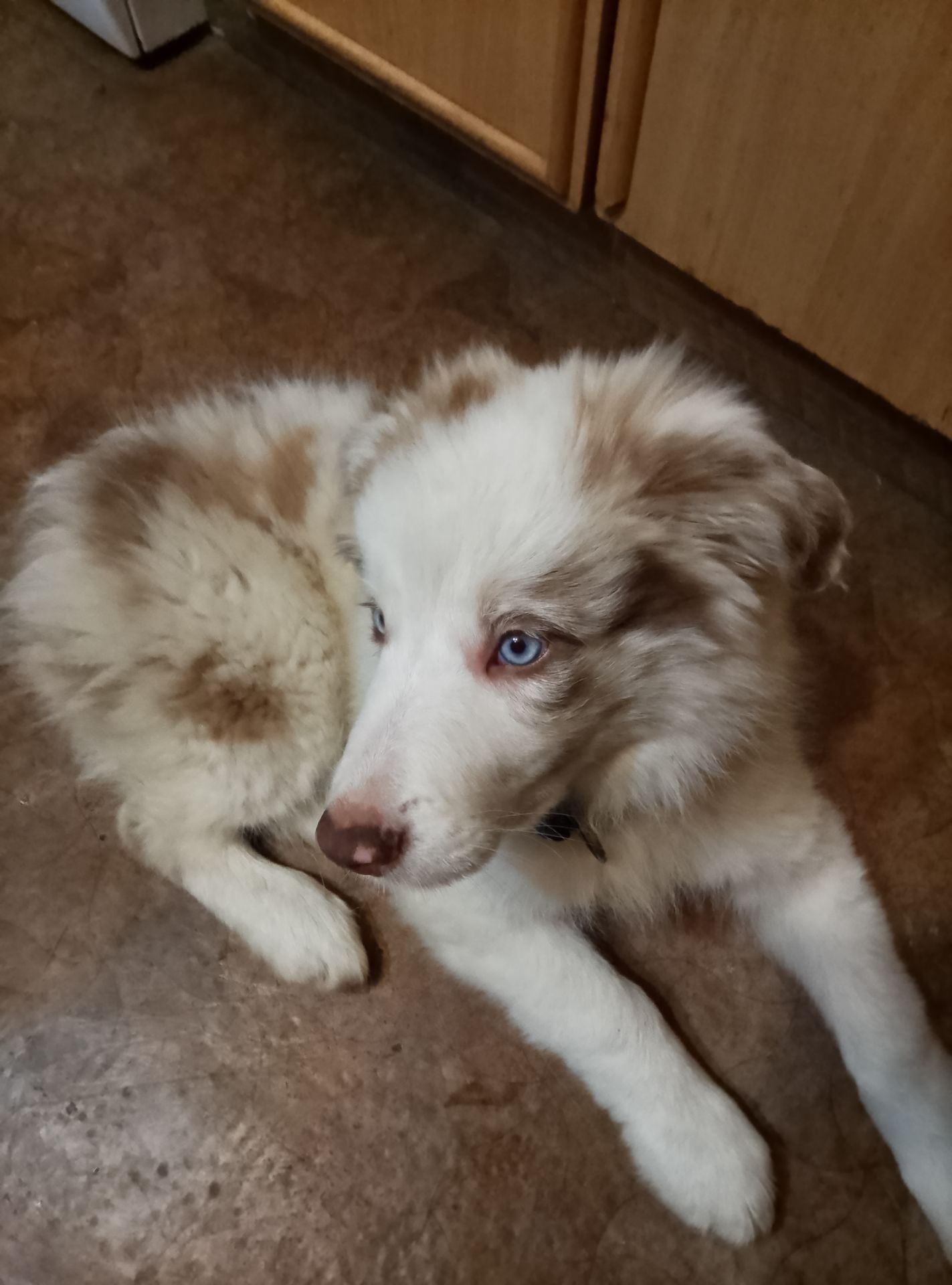 Щенок Бордер Коли