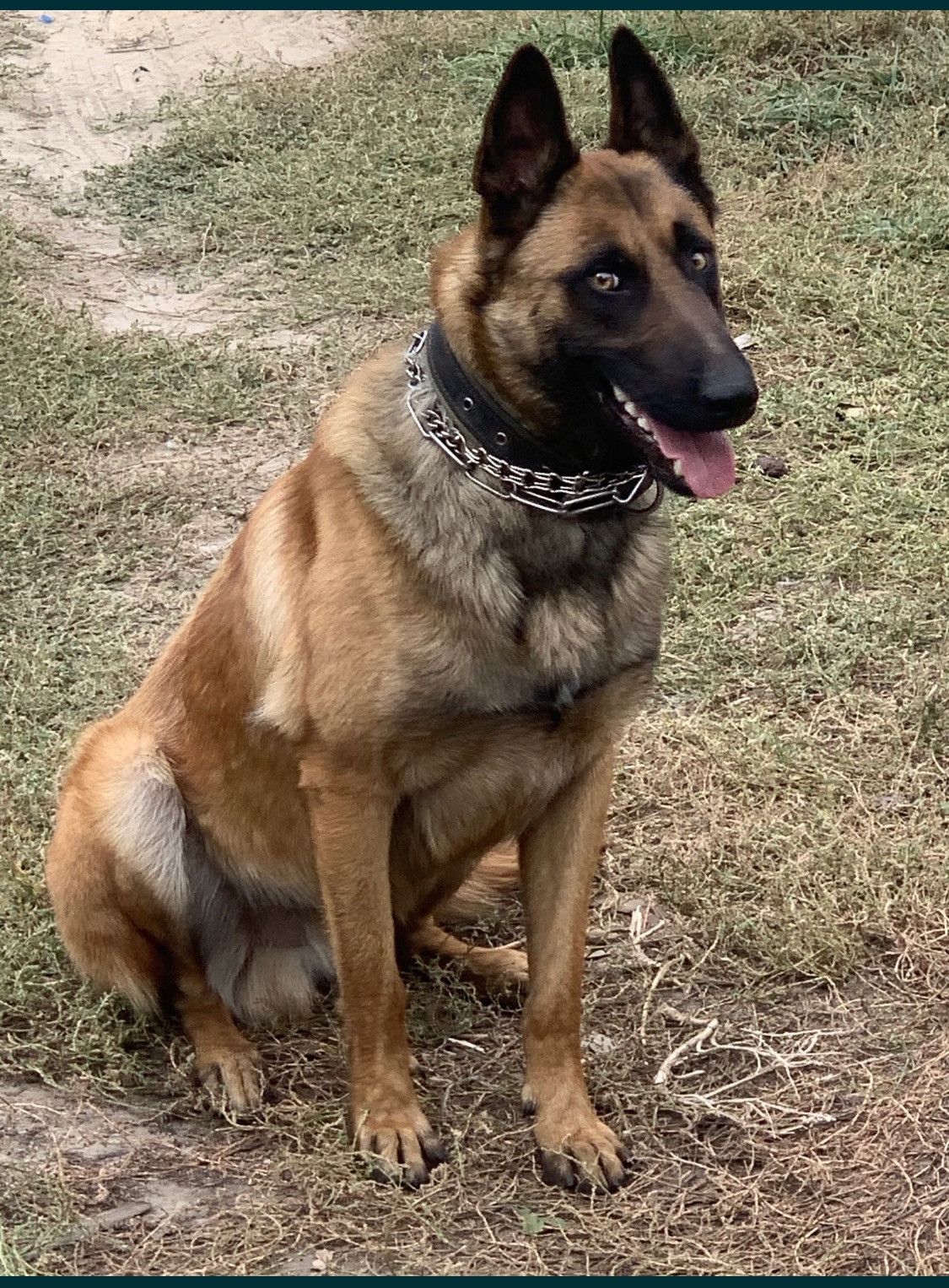 Цуценята Малінуа