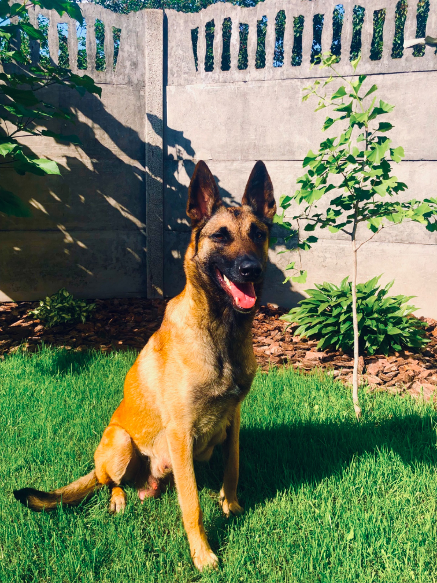 Цуценята Малінуа