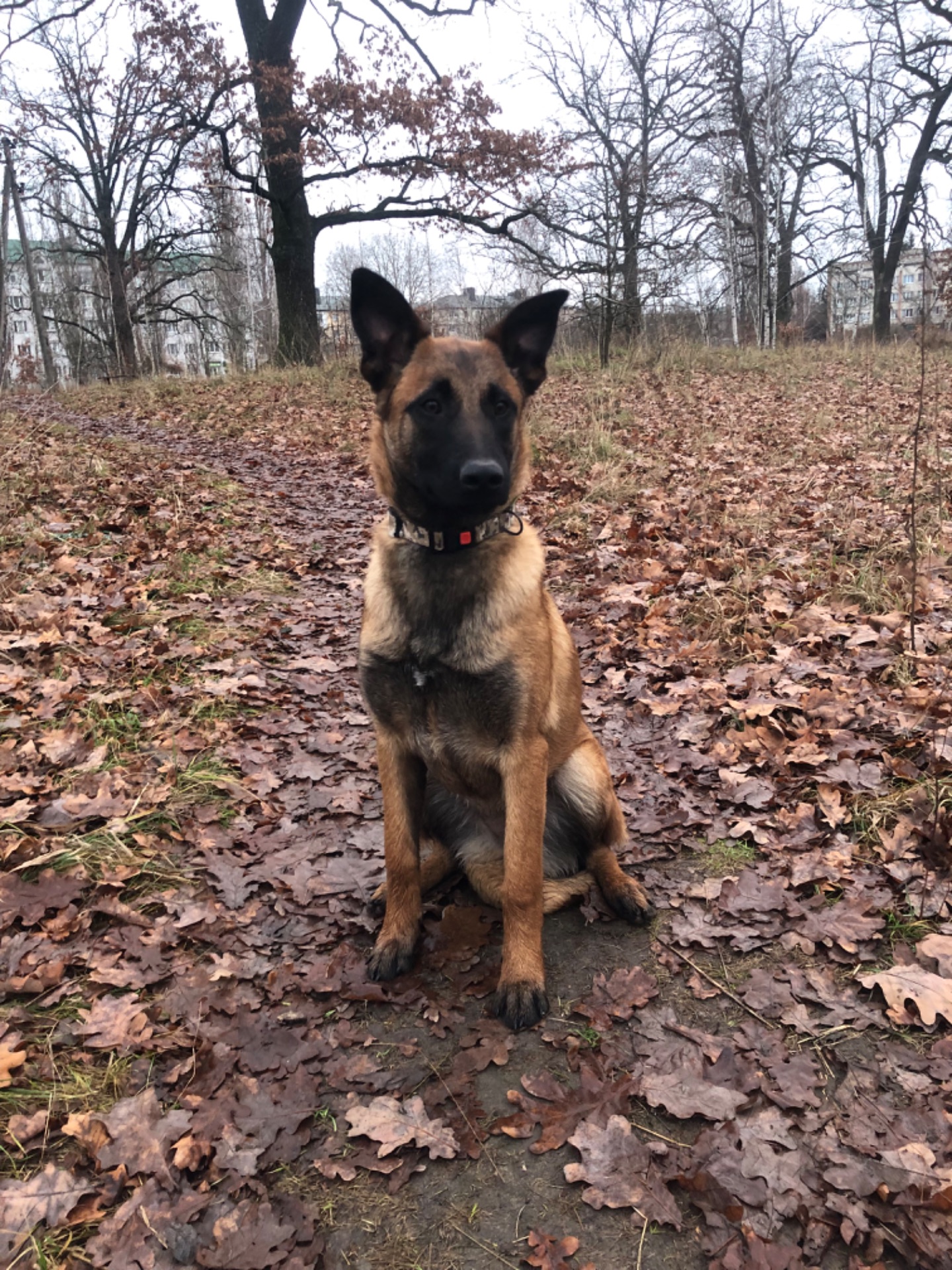 Цуценята Малінуа