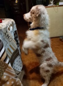 Щенок Бордер Коли