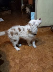 Щенок Бордер Коли