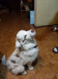 Щенок Бордер Коли