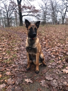 Цуценята Малінуа