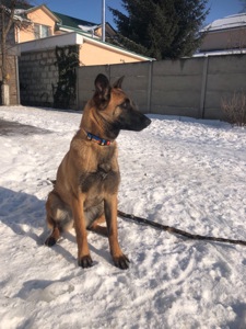 Цуценята Малінуа