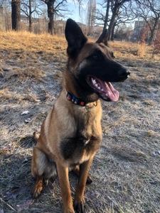 Цуценята Малінуа