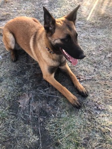 Цуценята Малінуа