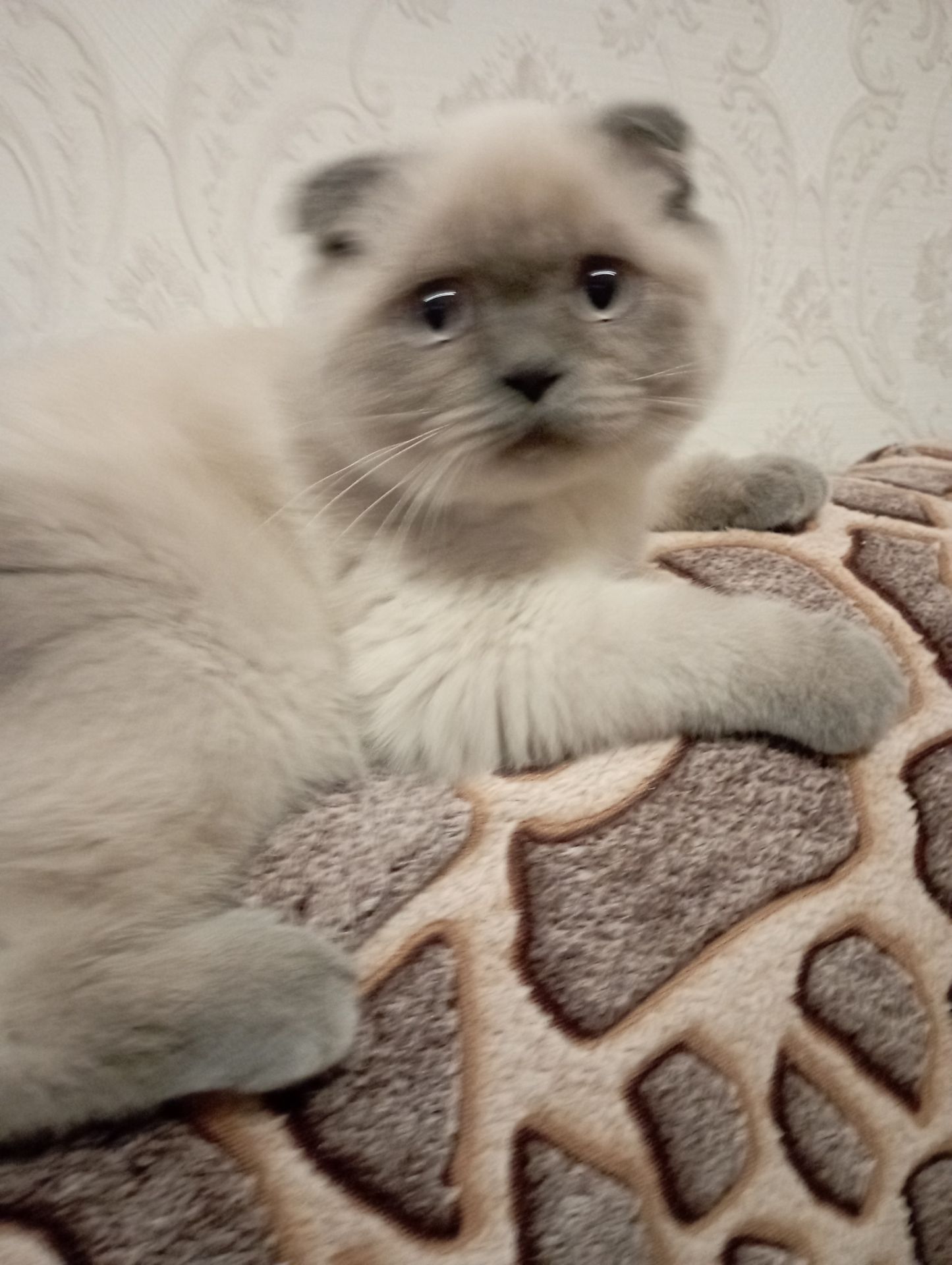 Елітний Віслоухий Хлопчик з щепленням та паспортом