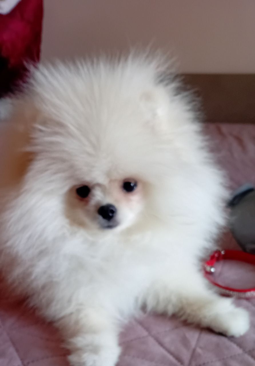 Померанський шпіц дівчинка КСУ вакцинована привчена до пелюшки