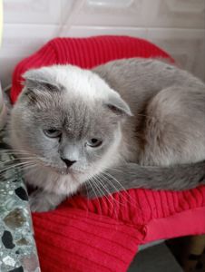 Елітний Віслоухий Хлопчик з щепленням та паспортом