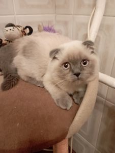 Елітний Віслоухий Хлопчик з щепленням та паспортом