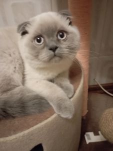 Елітний Віслоухий Хлопчик з щепленням та паспортом