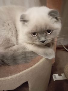 Елітний Віслоухий Хлопчик з щепленням та паспортом