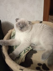 Елітний Віслоухий Хлопчик з щепленням та паспортом