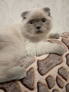 Елітний Віслоухий Хлопчик з щепленням та паспортом