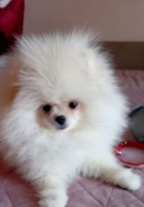 Померанський шпіц дівчинка КСУ вакцинована привчена до пелюшки