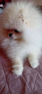 Померанський шпіц дівчинка КСУ вакцинована привчена до пелюшки