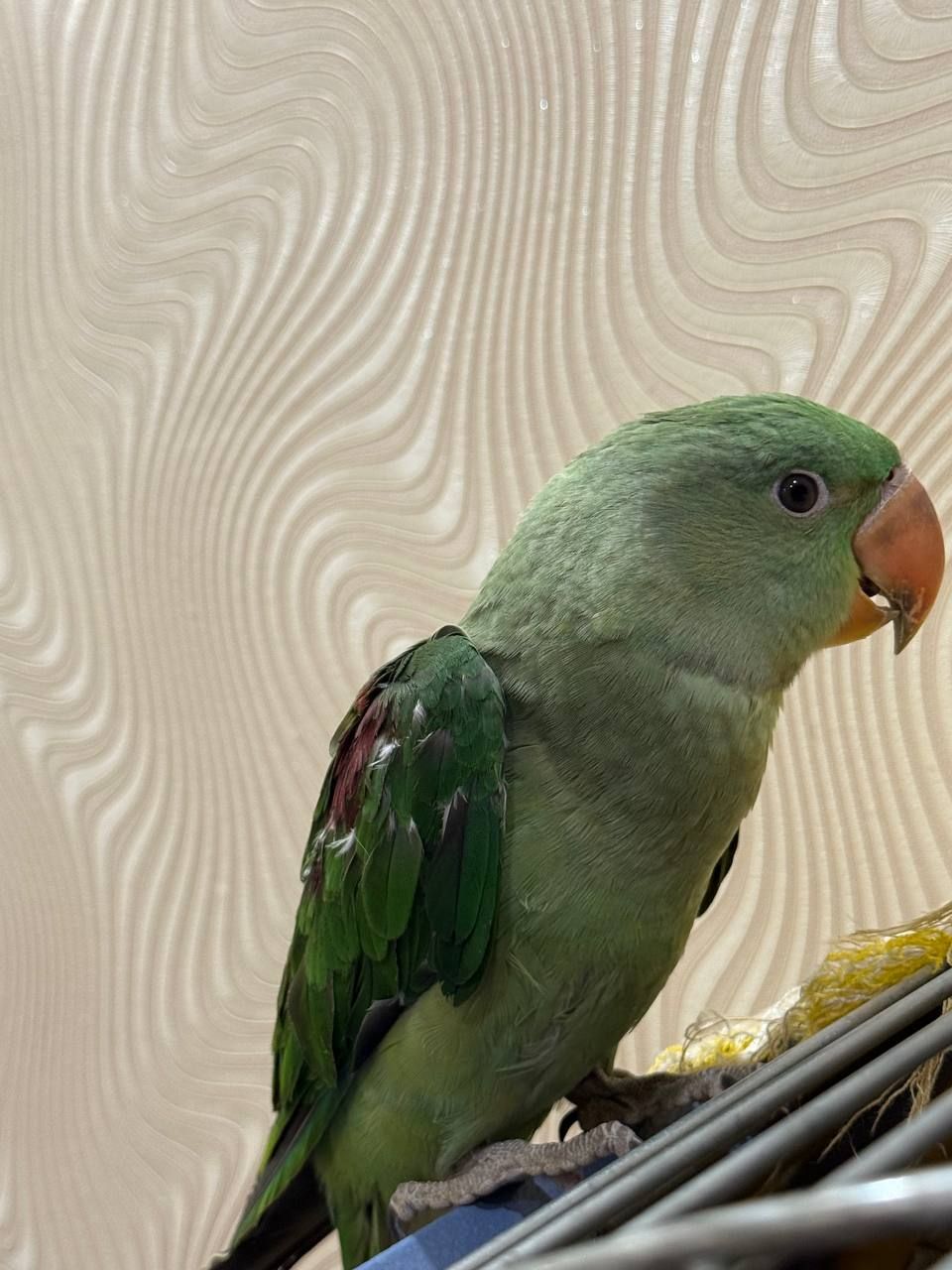 Пташенята Олександрійські малючки викормиші