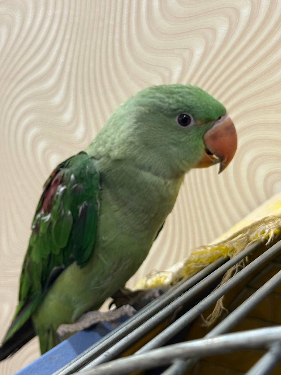 Пташенята Олександрійські малючки викормиші