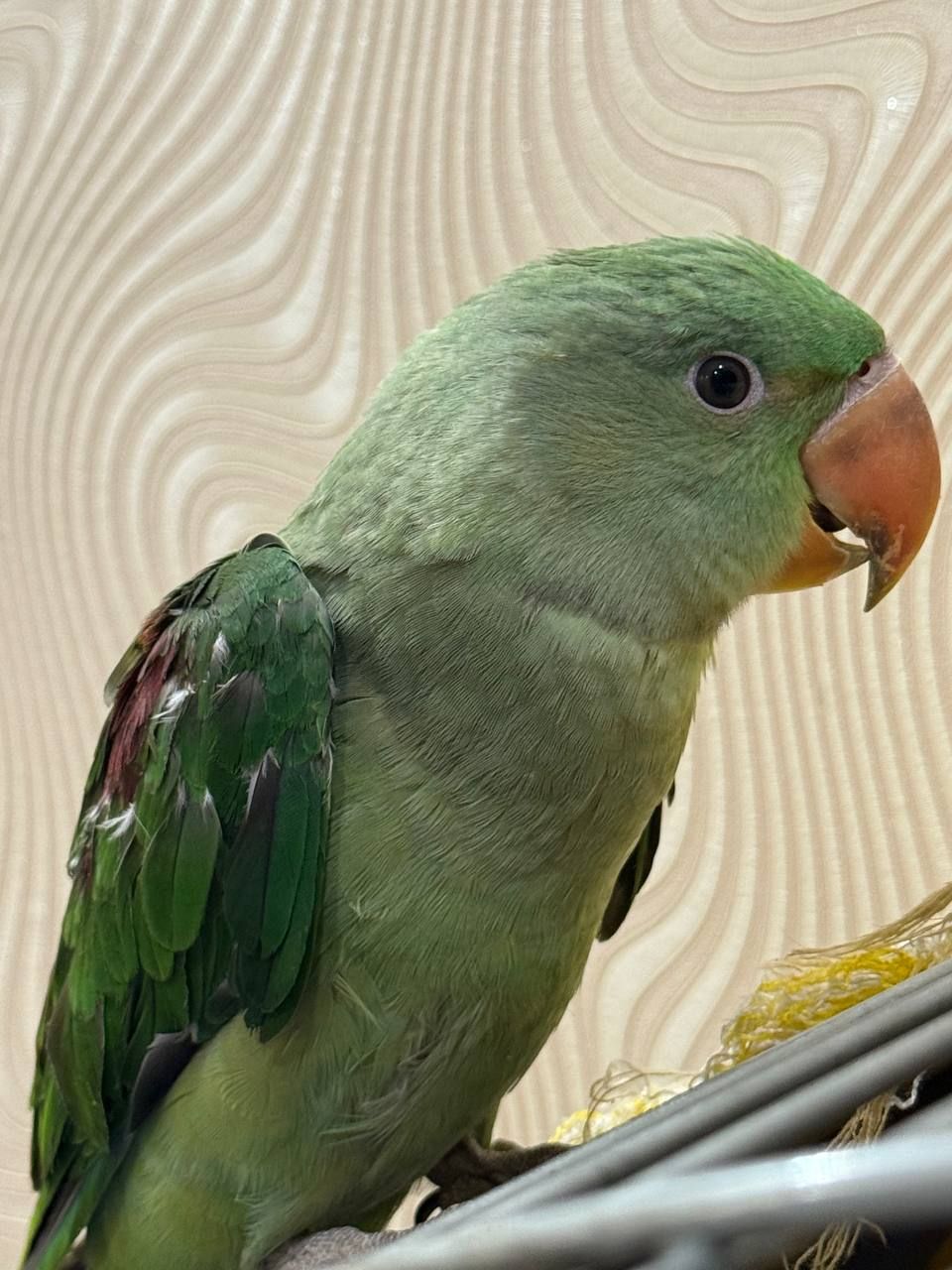 Пташенята Олександрійські малючки викормиші