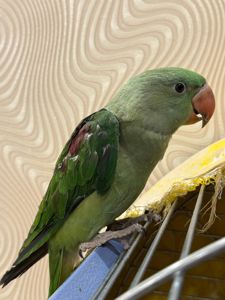 Пташенята Олександрійські малючки викормиші