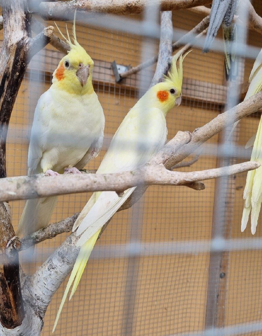 Корелла папуги молоді