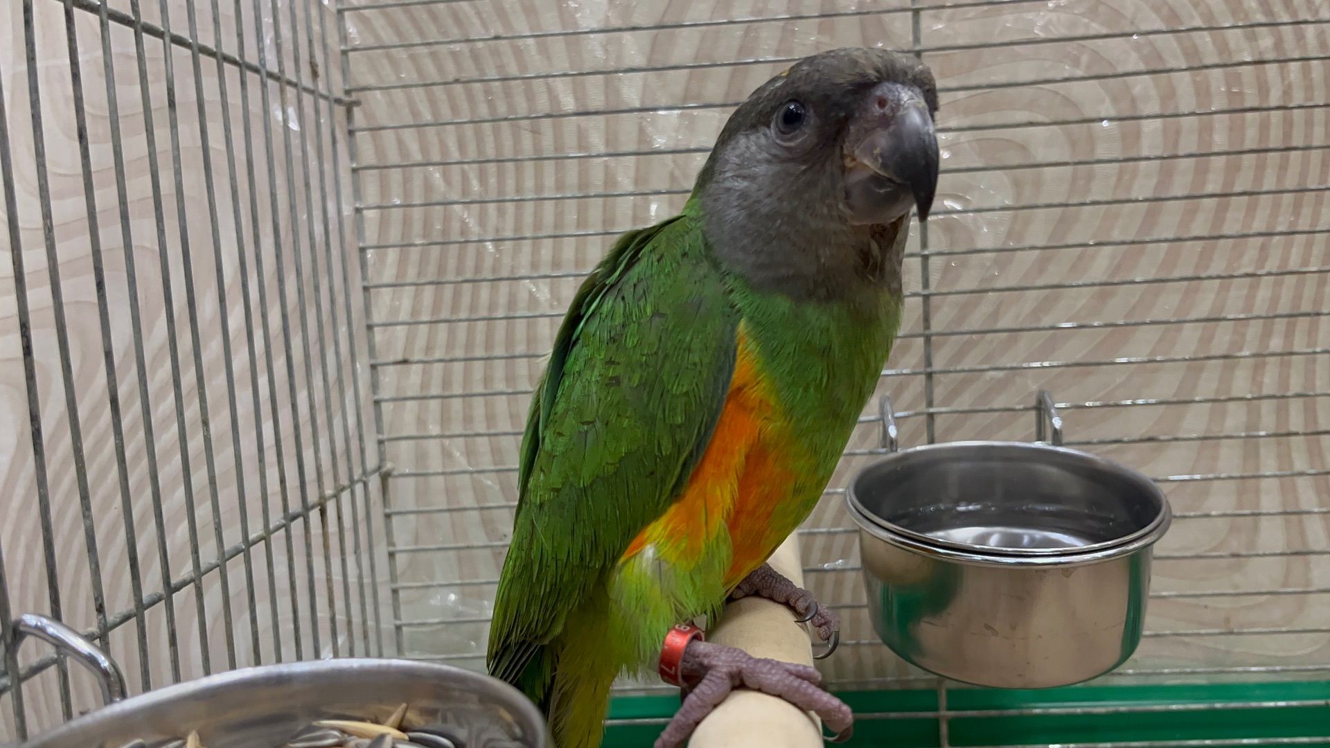 Папуги сенігальскі молоді пташенята орінтовані