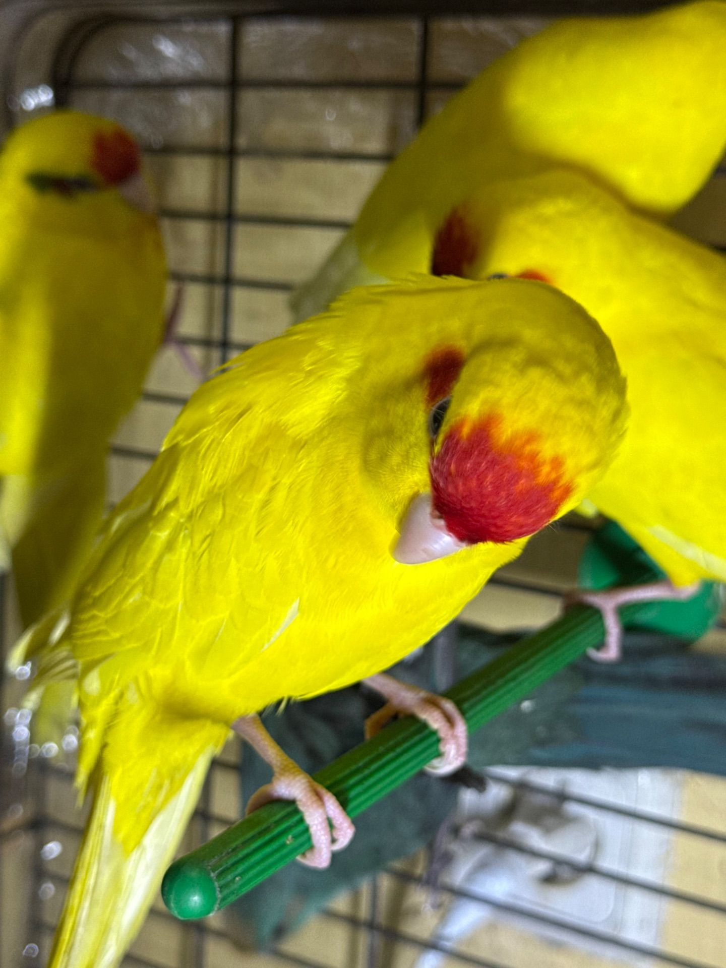 Папуги пташенята какарік, молоді