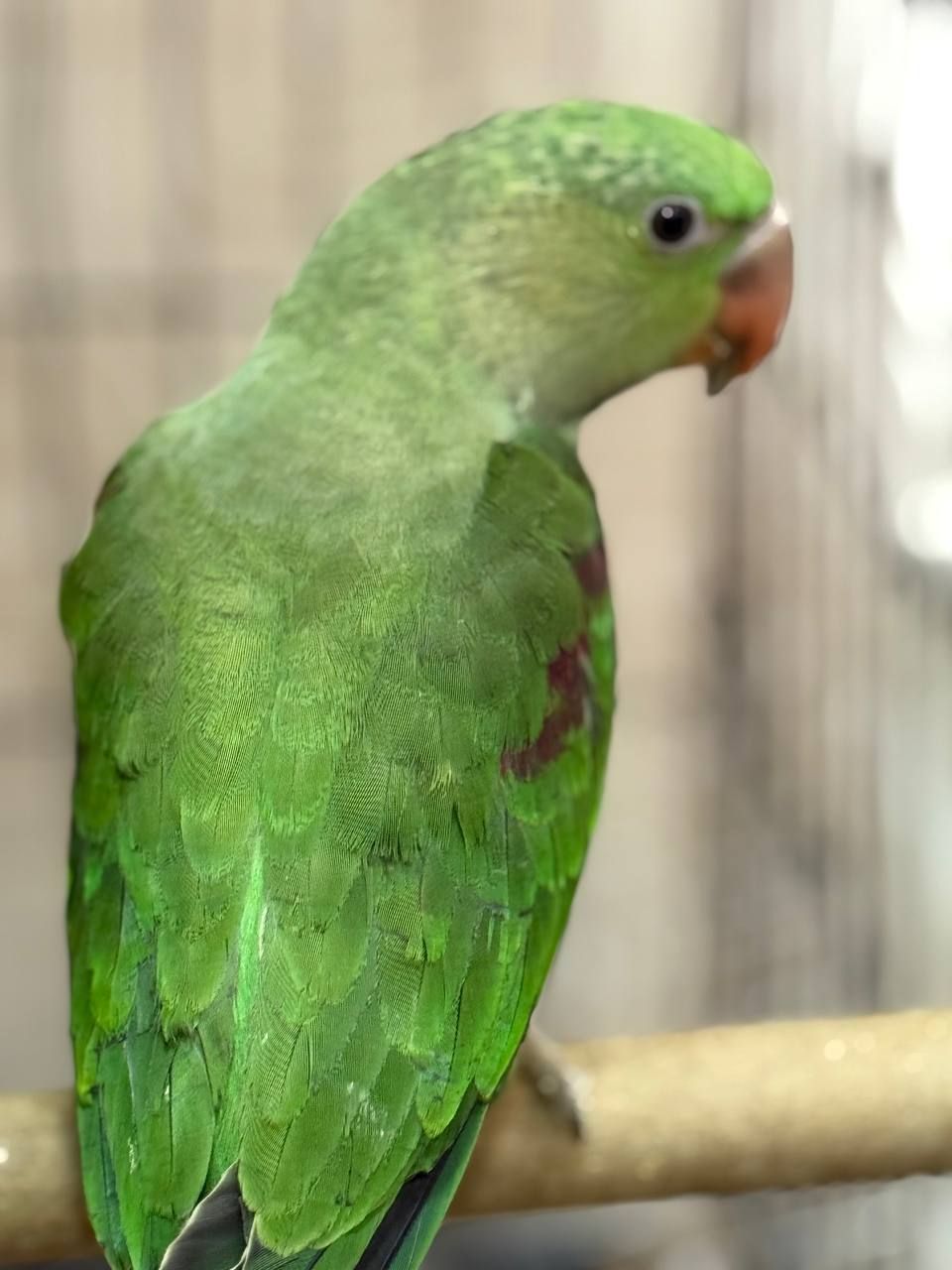 Олександрійські малюки папуги, віком від 3х місяців