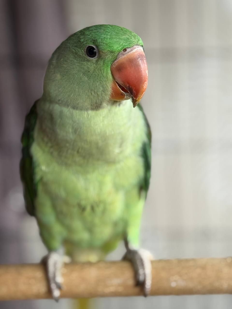 Олександрійські малюки папуги, віком від 3х місяців